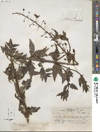Alonsoa acutifolia image