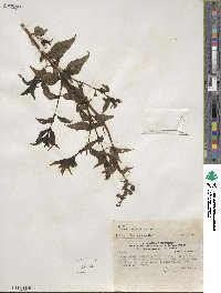 Alonsoa acutifolia image