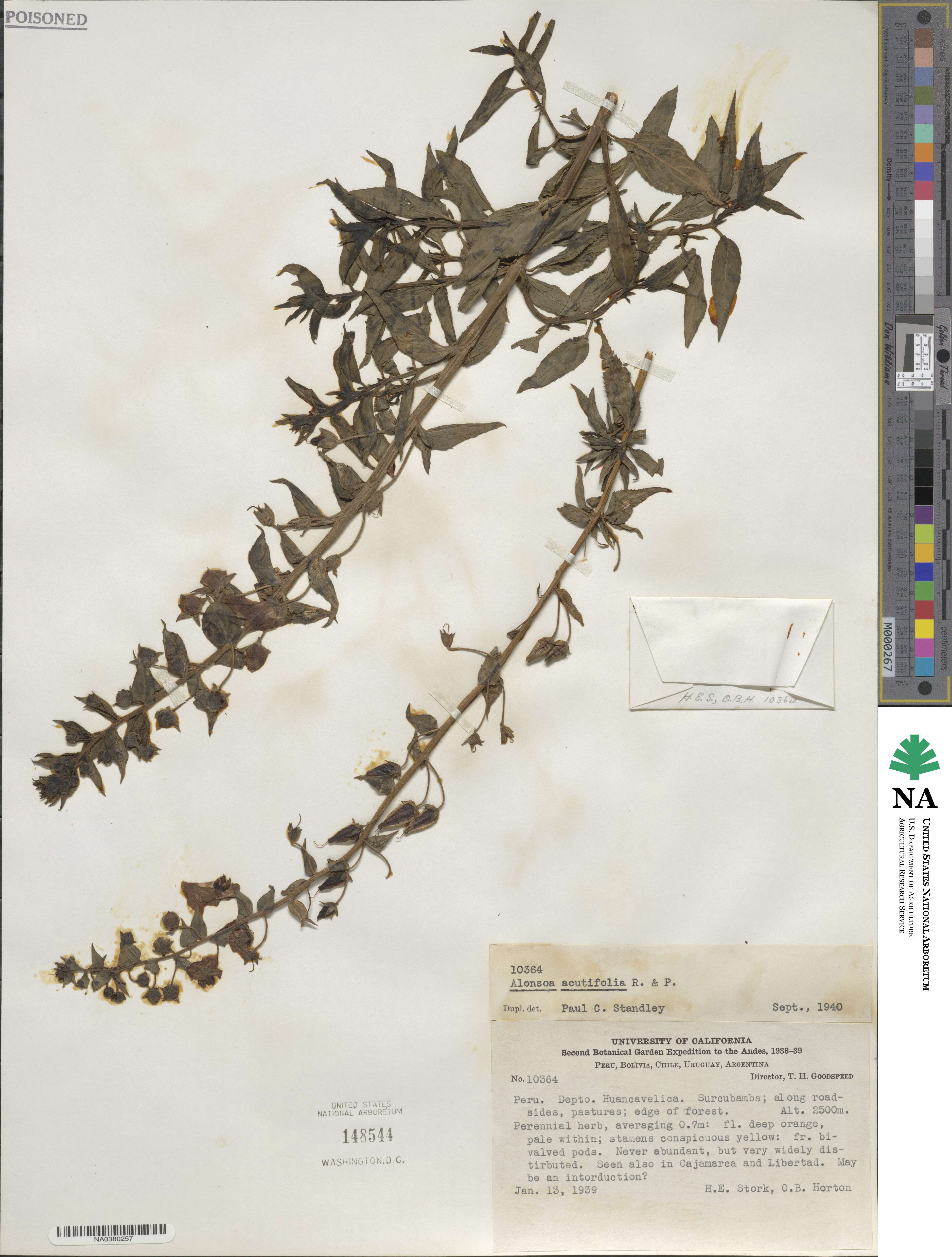 Alonsoa acutifolia image