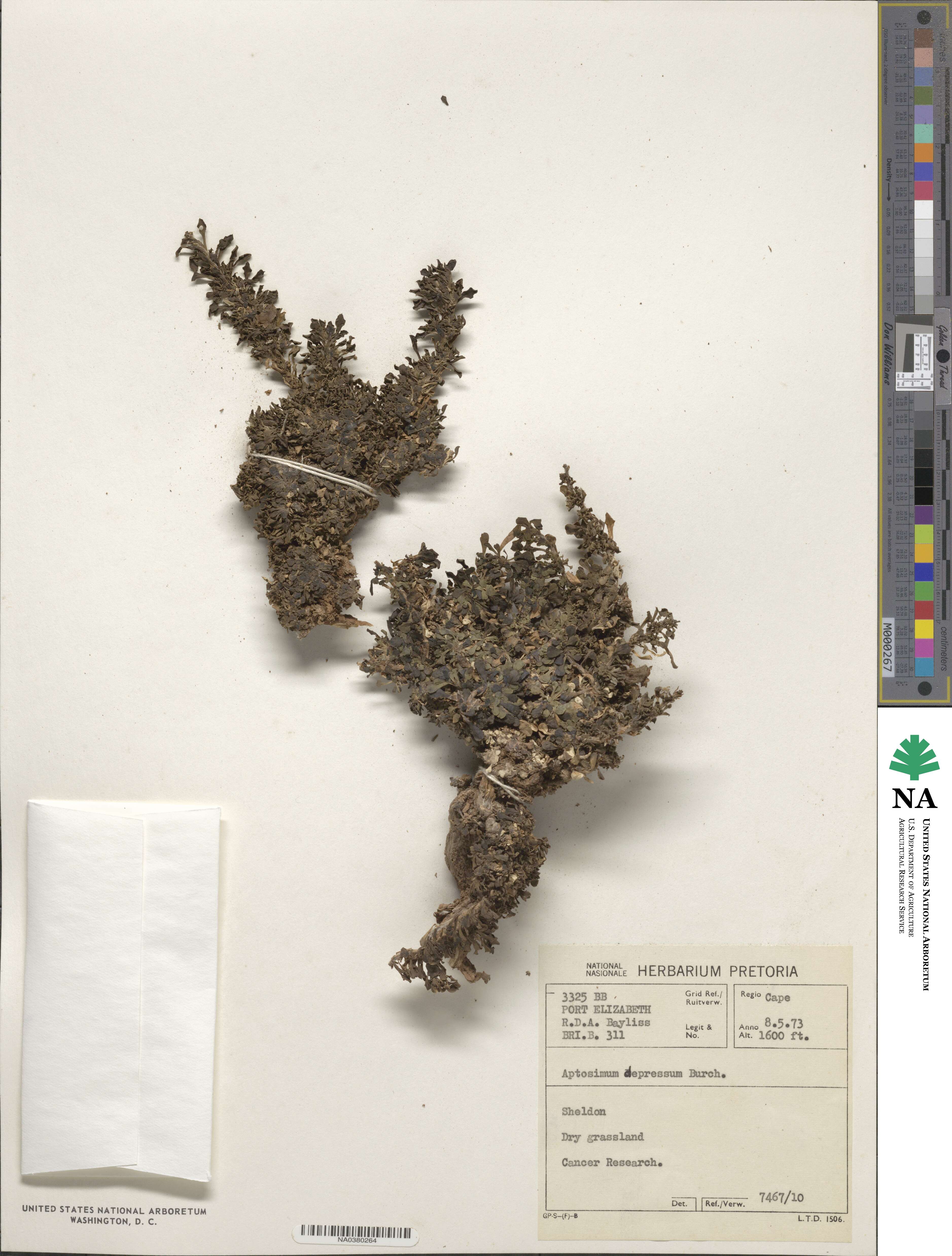 Aptosimum procumbens image