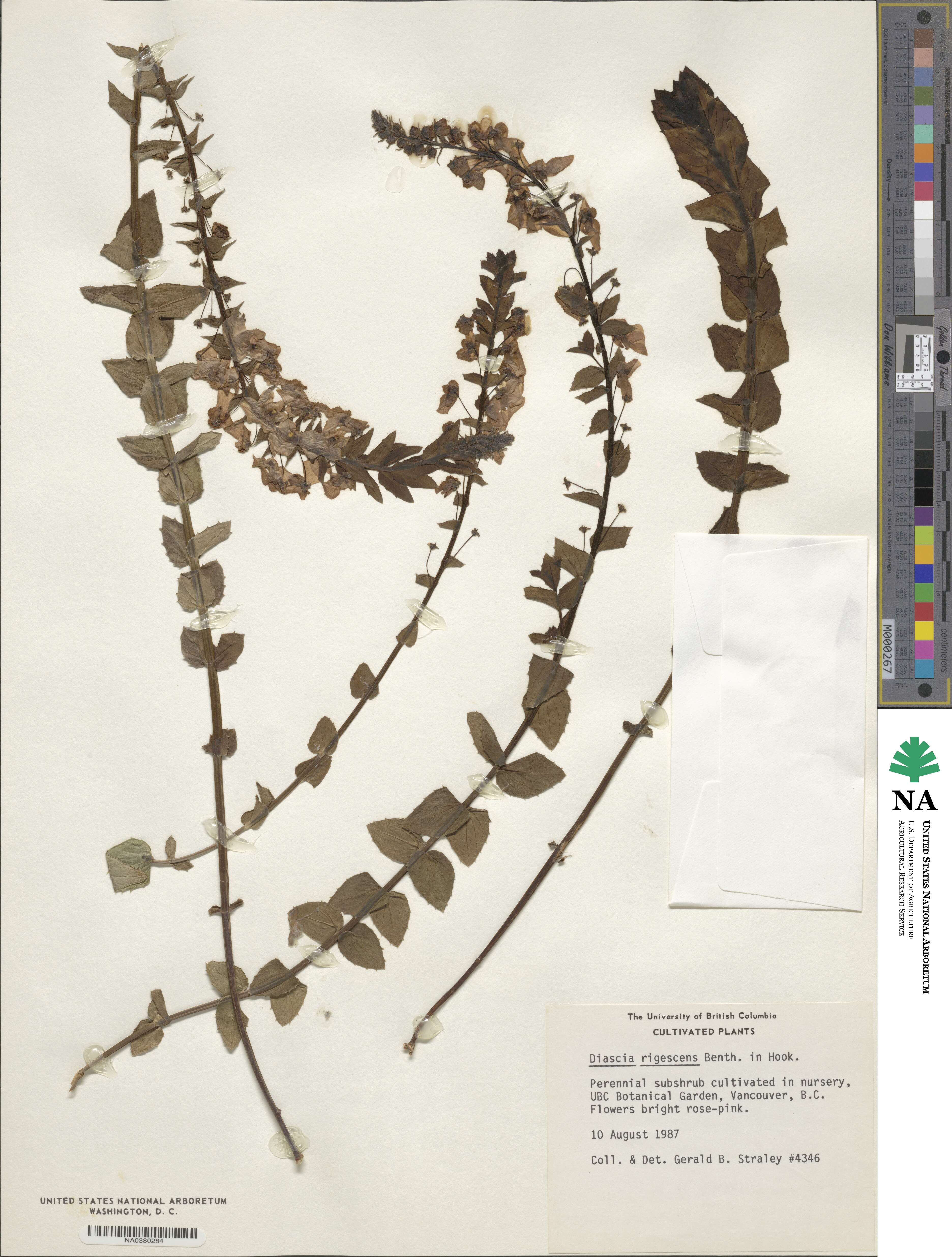 Diascia rigescens image