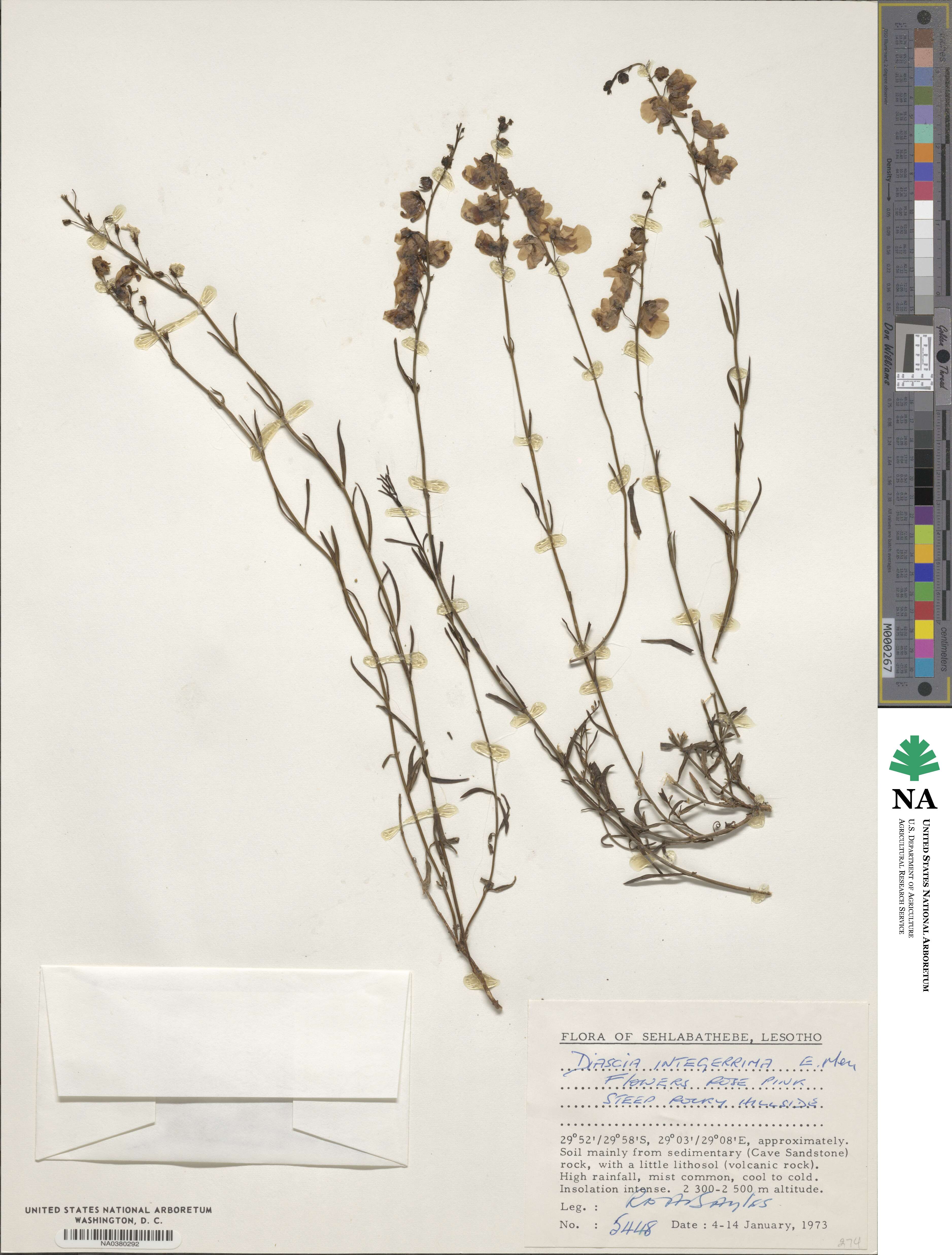 Diascia integerrima image