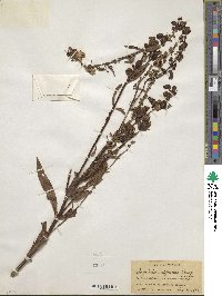 Angelonia integerrima image