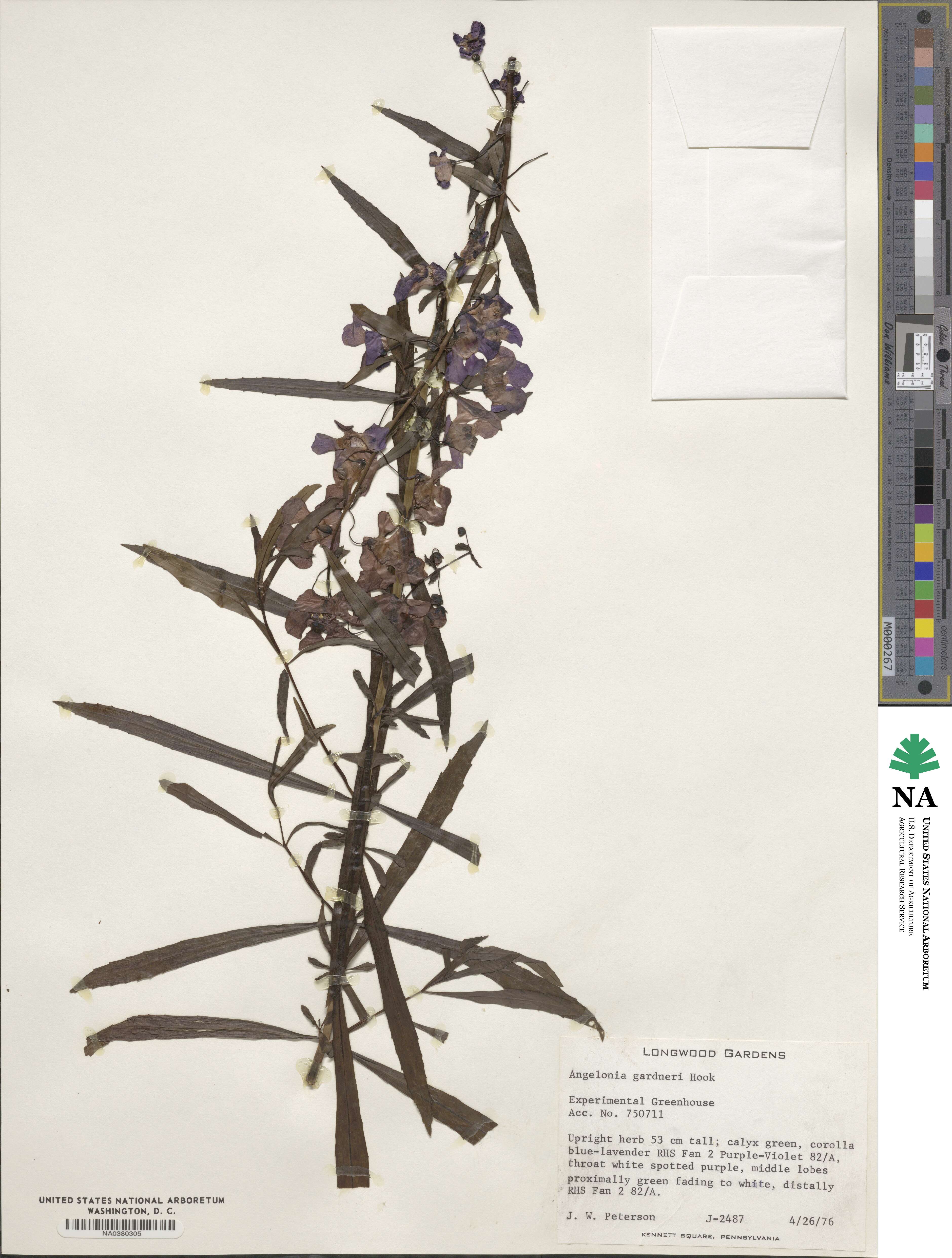 Angelonia gardneri image