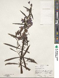 Image of Angelonia gardneri