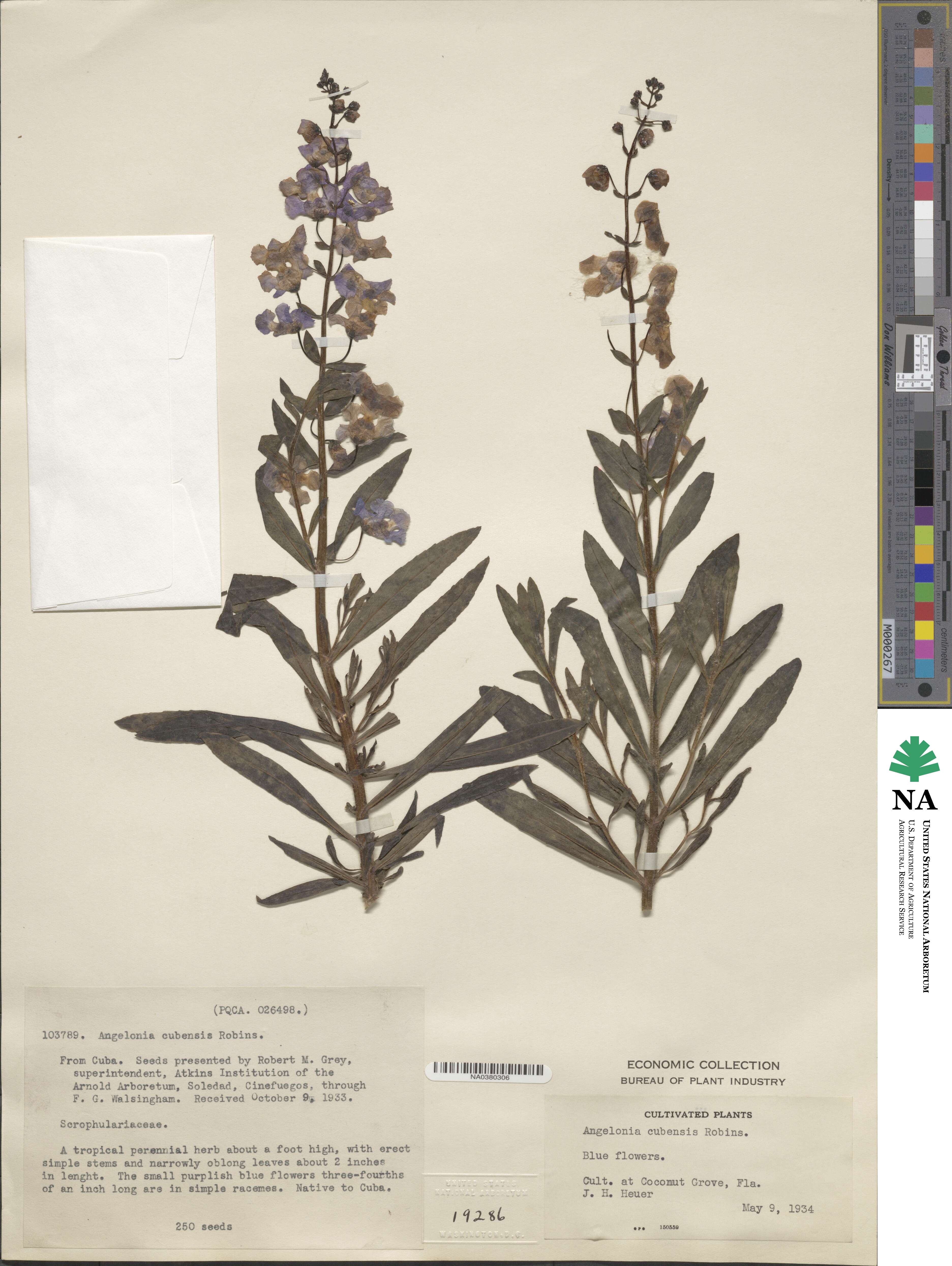 Angelonia pilosella image