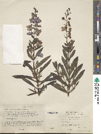 Image of Angelonia pilosella