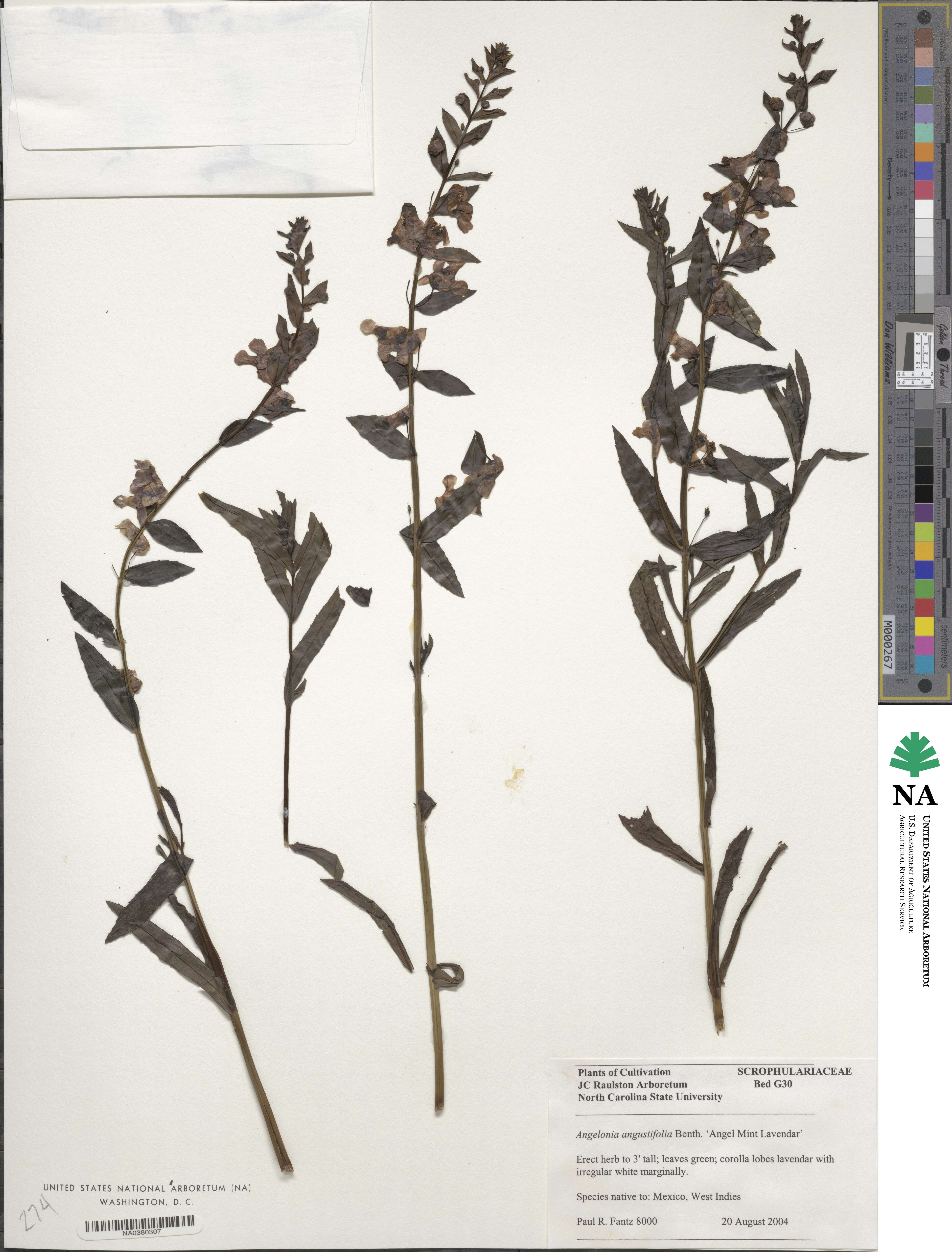 Angelonia angustifolia image