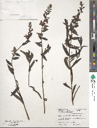 Angelonia angustifolia image