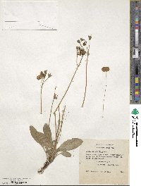 Calceolaria biflora image