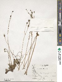 Calceolaria biflora image