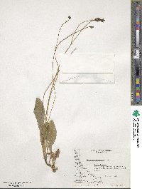 Calceolaria biflora image