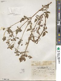 Calceolaria aquatica image