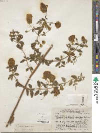 Calceolaria atahualpae subsp. witasekiana image