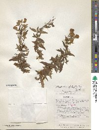 Calceolaria engleriana subsp. engleriana image