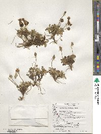 Calceolaria uniflora image