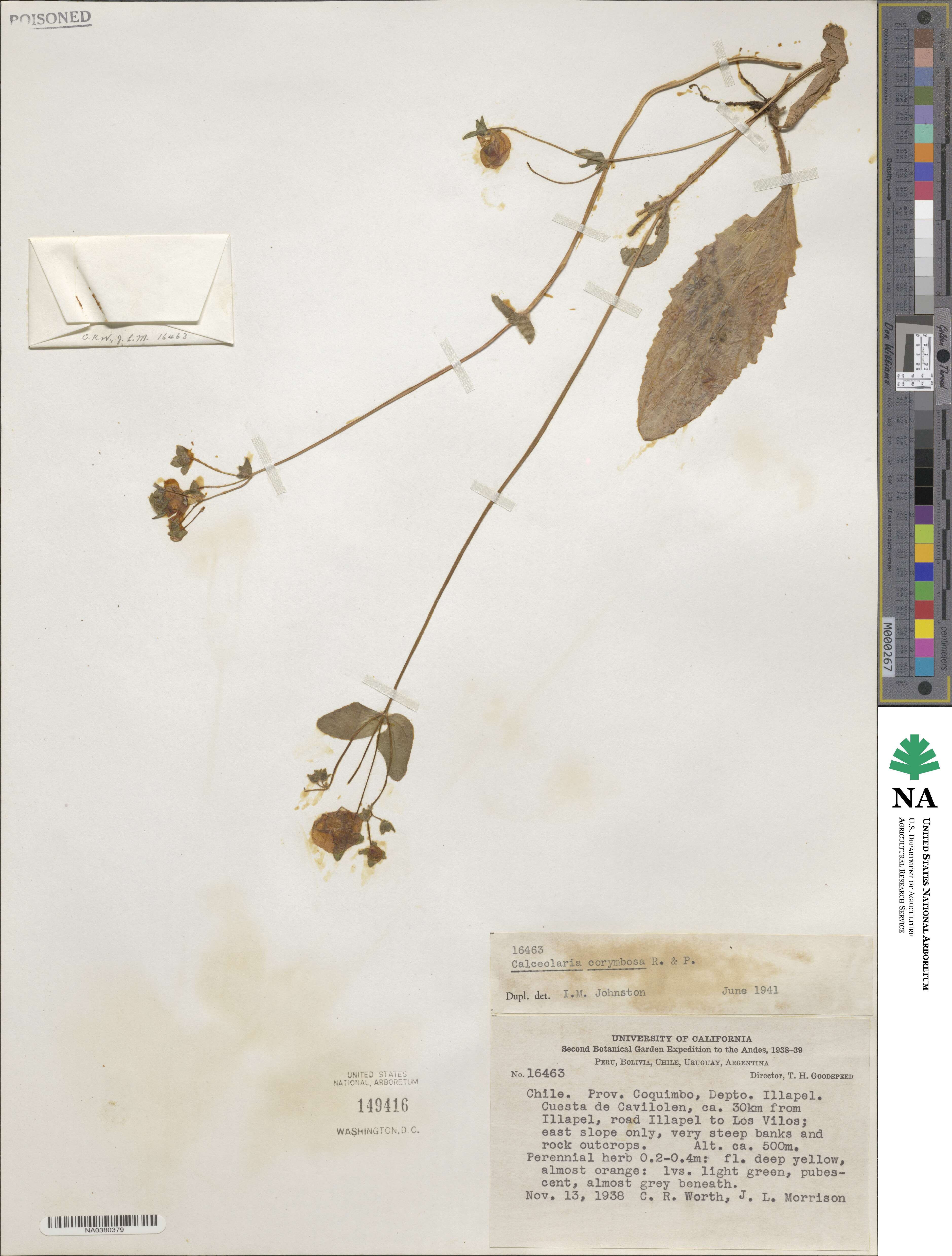 Calceolaria corymbosa image