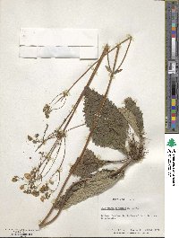 Calceolaria corymbosa image