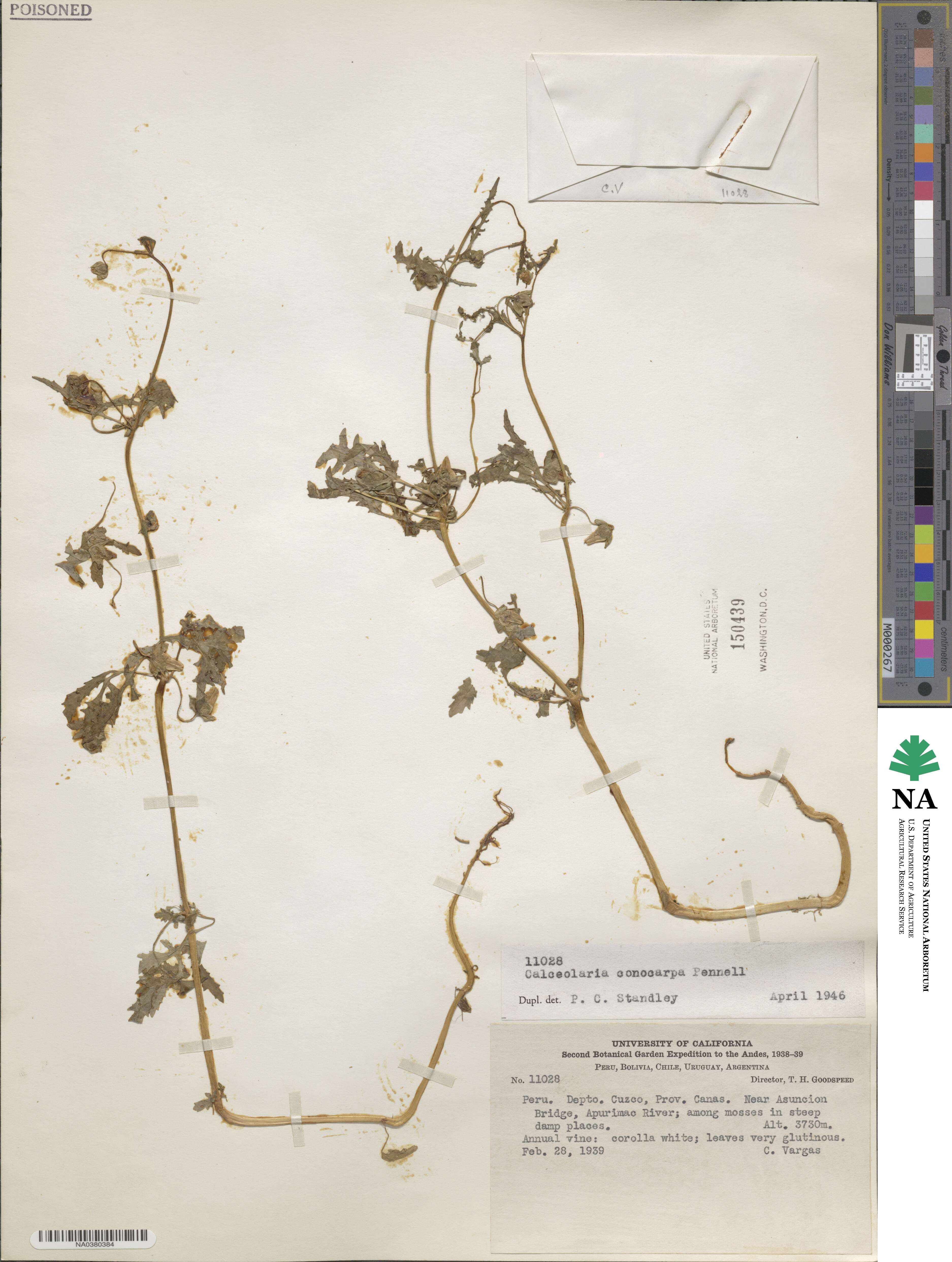 Calceolaria conocarpa image