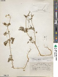 Image of Calceolaria conocarpa