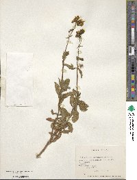 Image of Calceolaria integrifolia