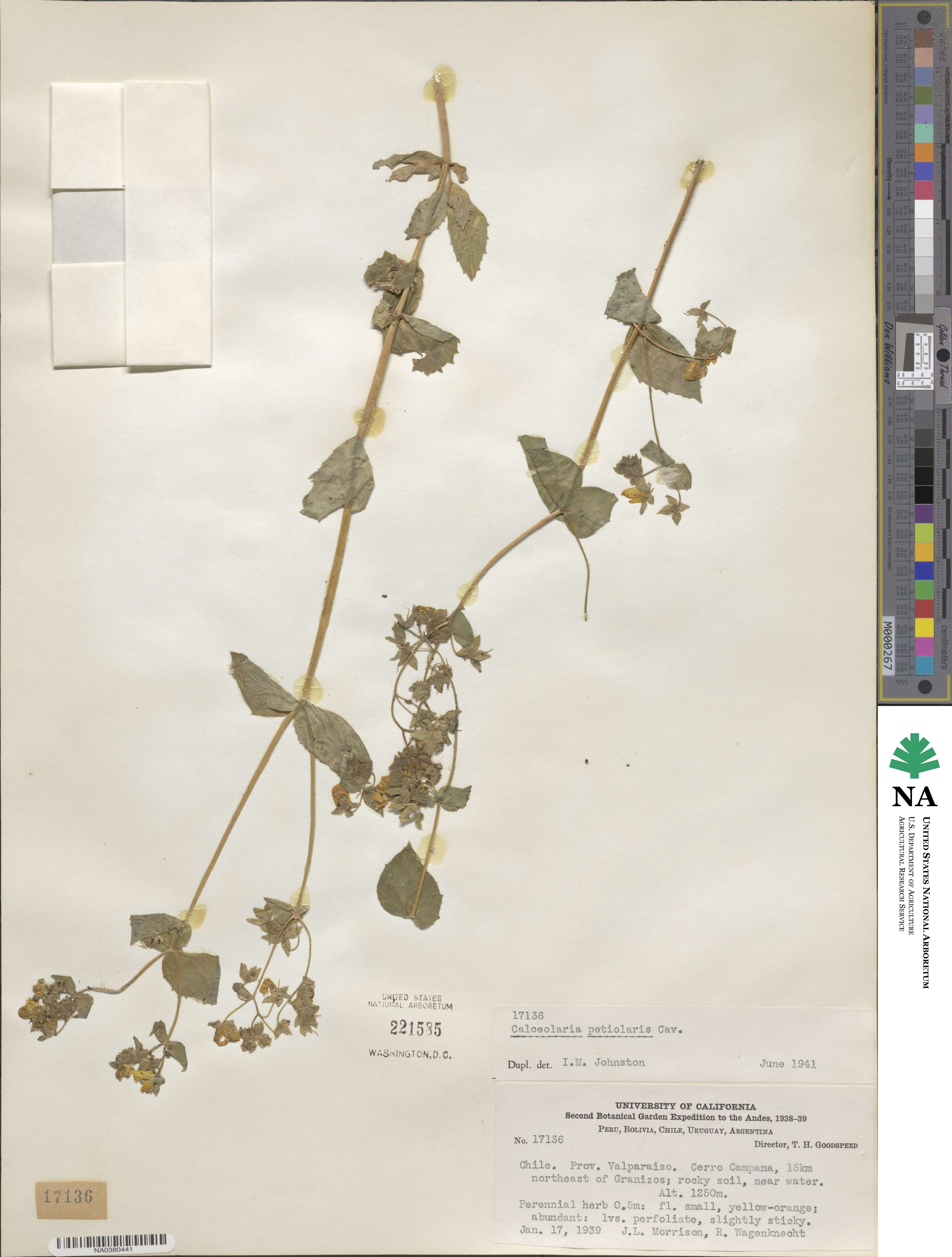 Calceolaria petioalaris image