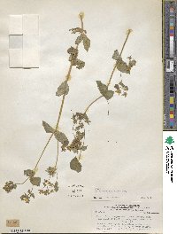 Calceolaria petioalaris image