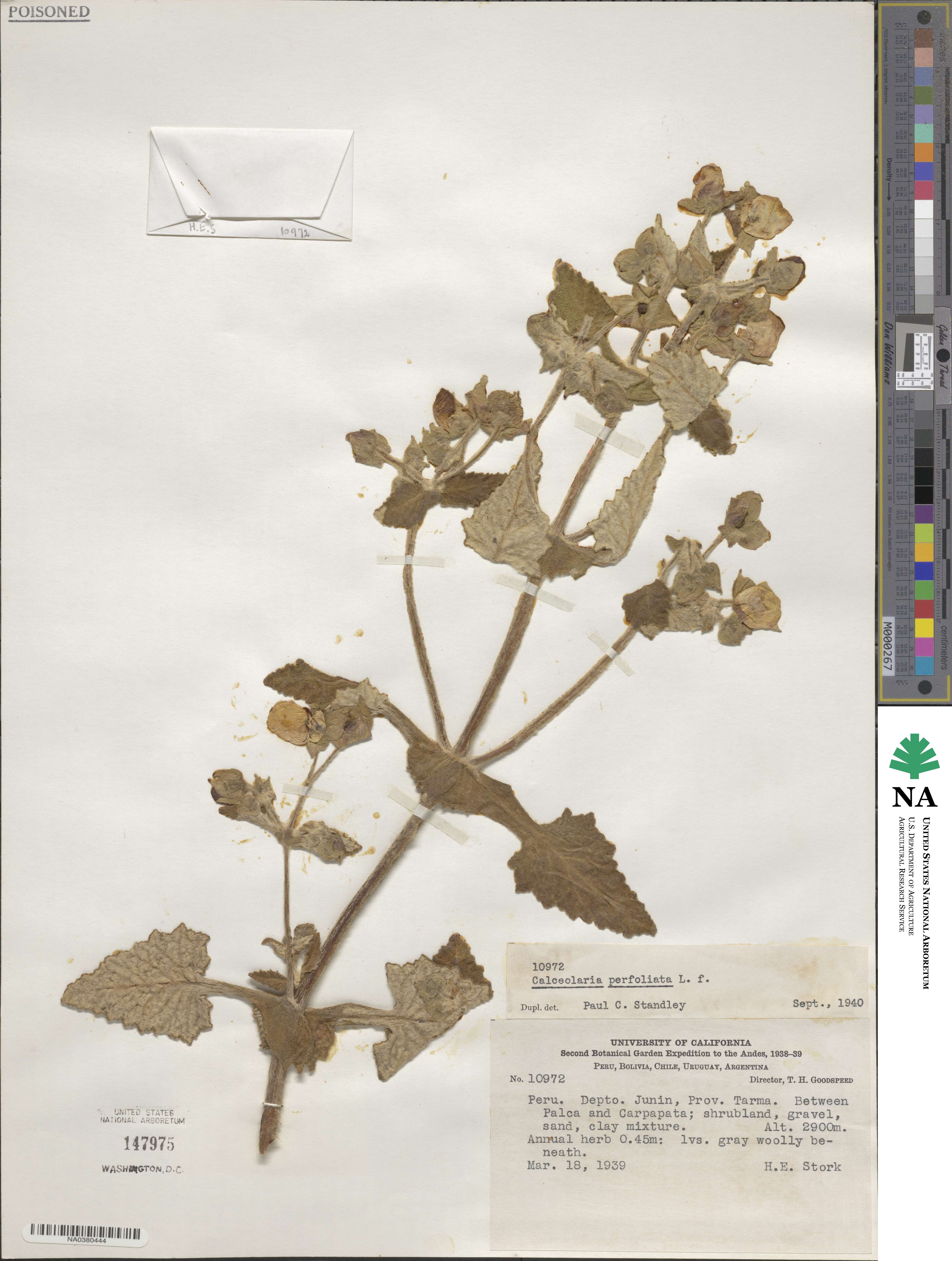 Calceolaria perfoliata image