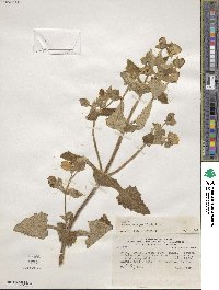 Calceolaria perfoliata image