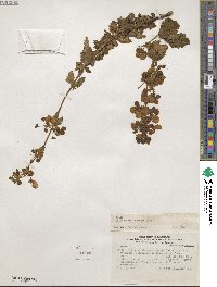 Calceolaria paposana image