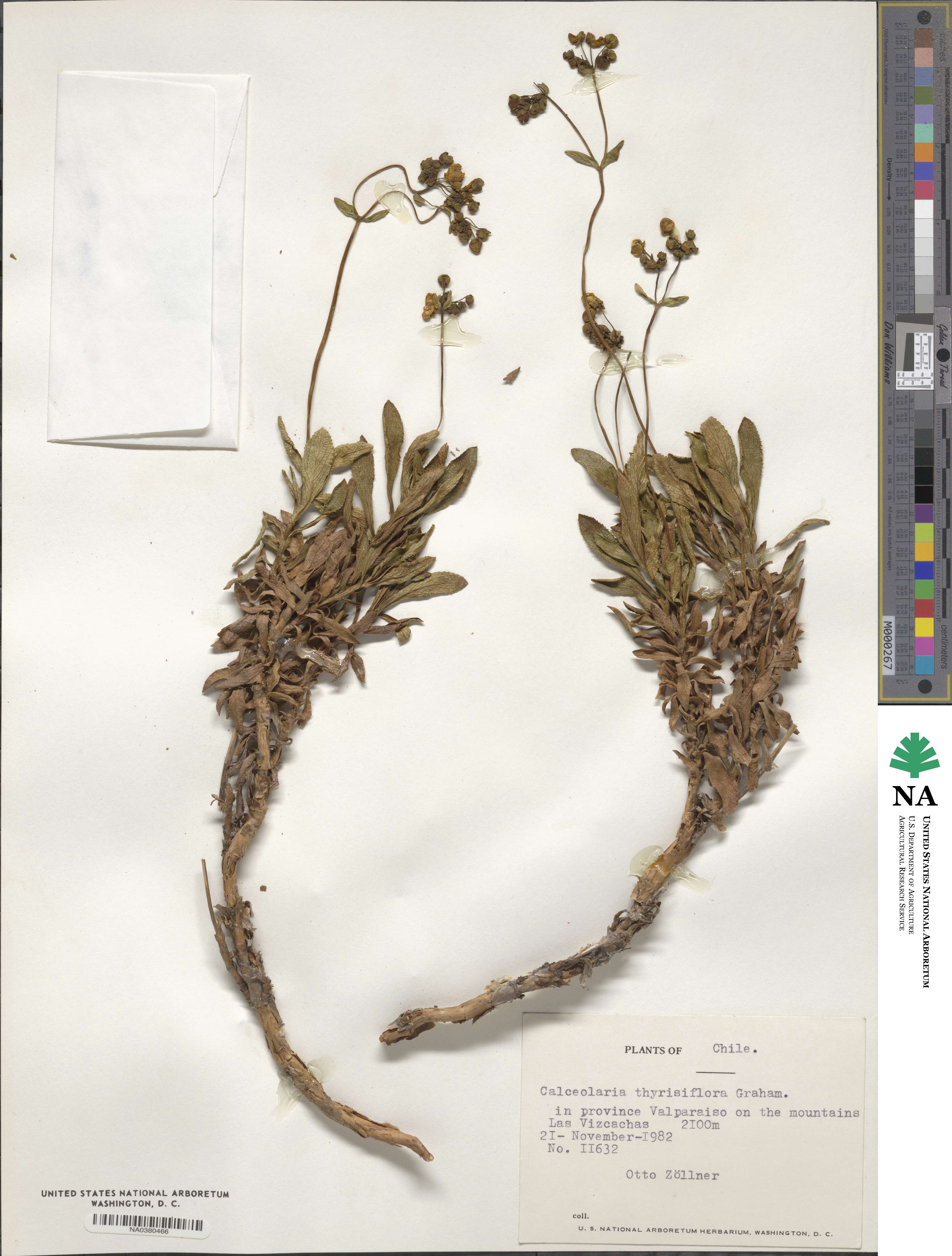 Calceolaria thyrsiflora image