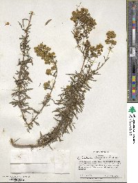 Calceolaria thyrsiflora image