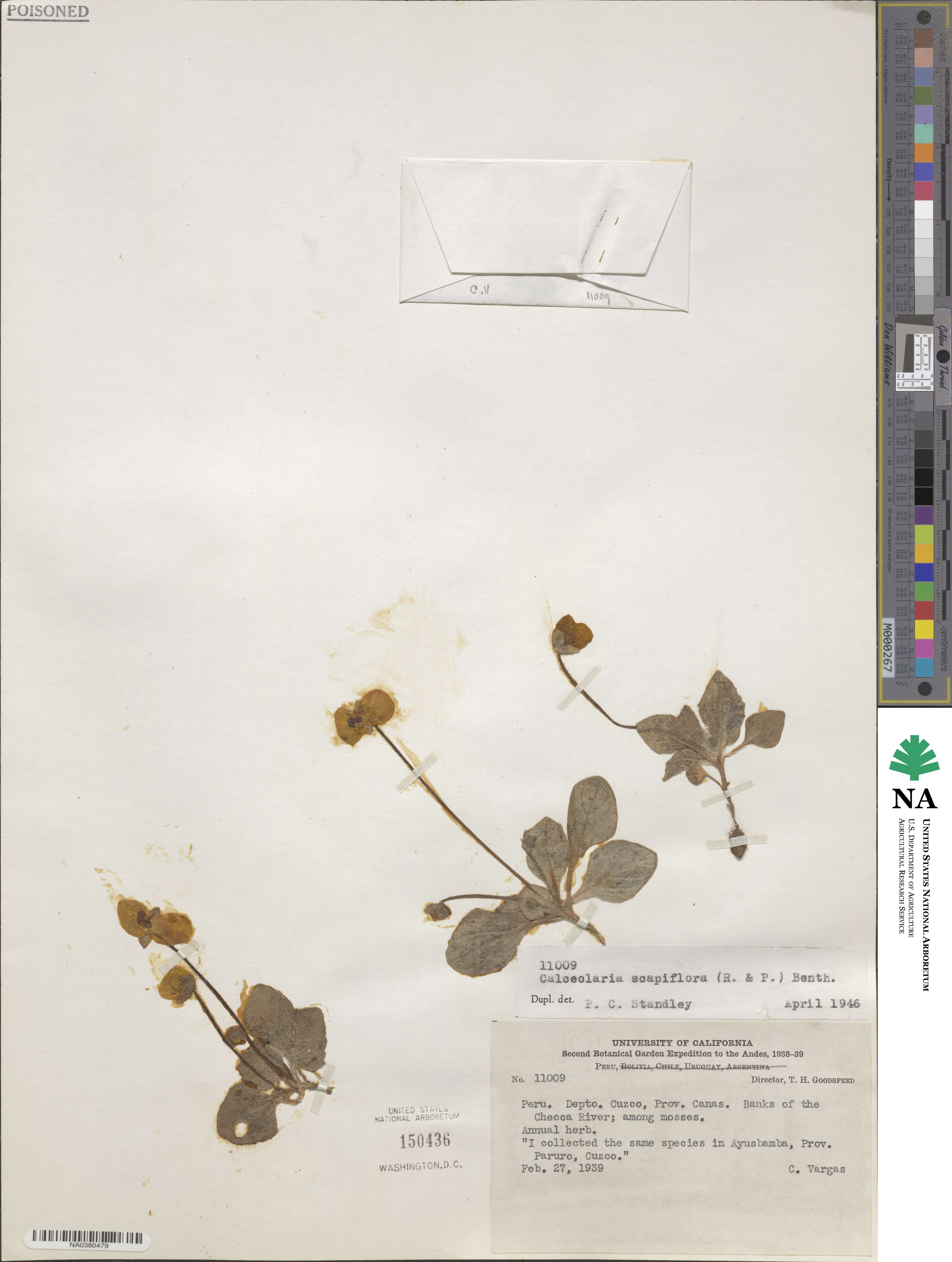Calceolaria scapiflora image