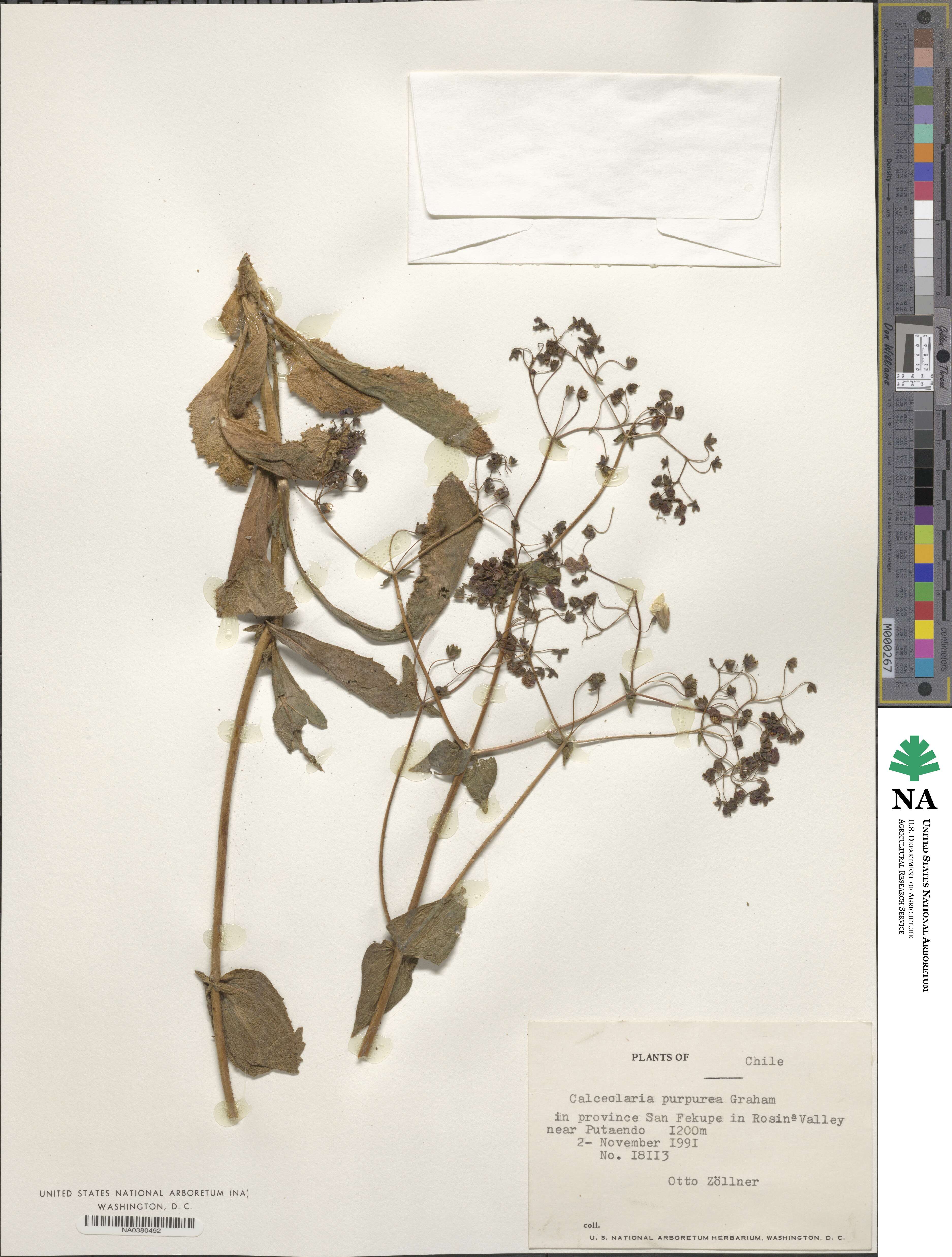 Calceolaria purpurea image