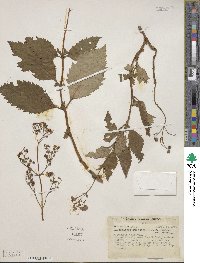 Jovellana punctata image