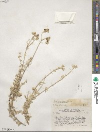 Calceolaria polifolia image