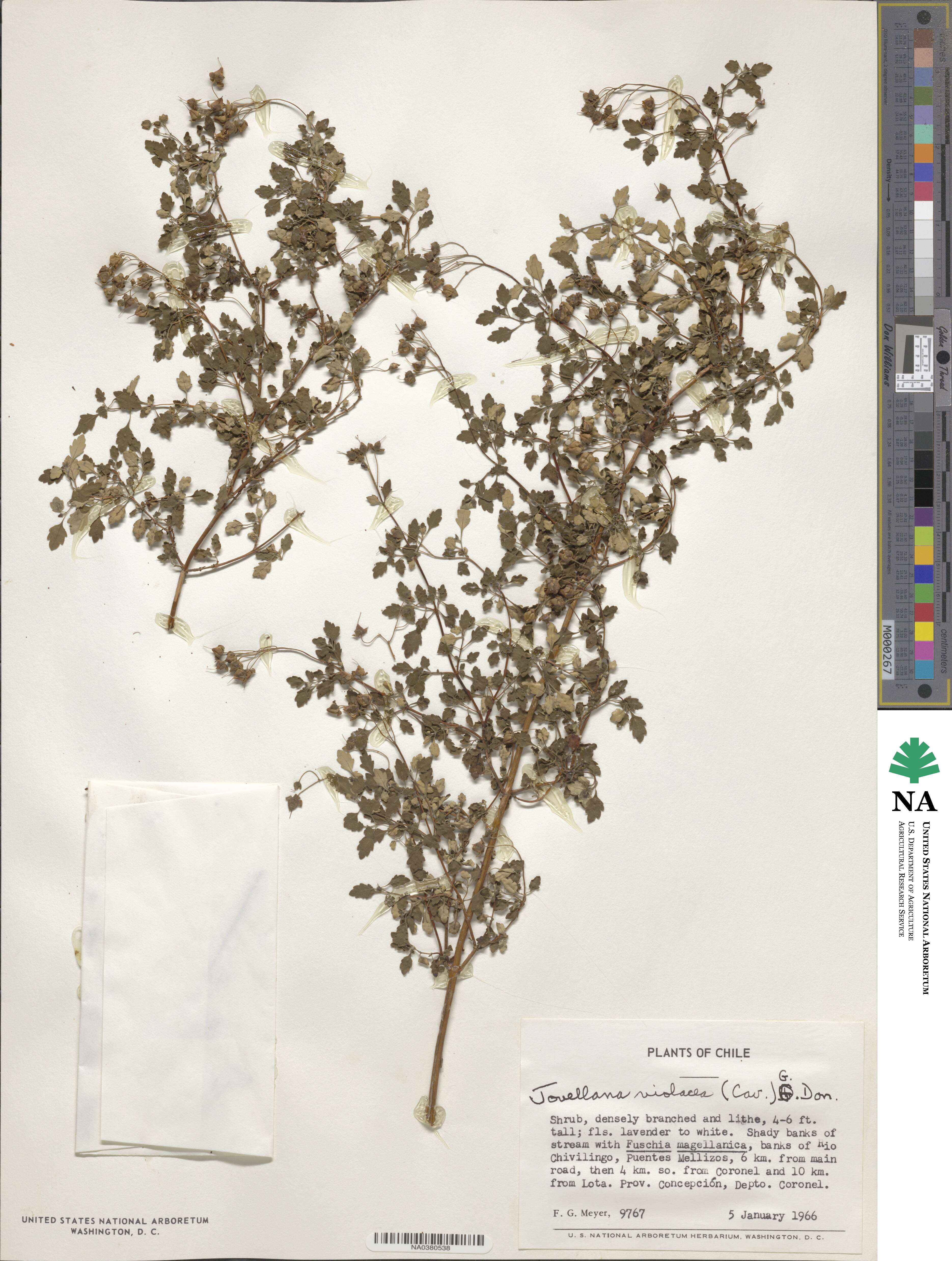 Jovellana violacea image