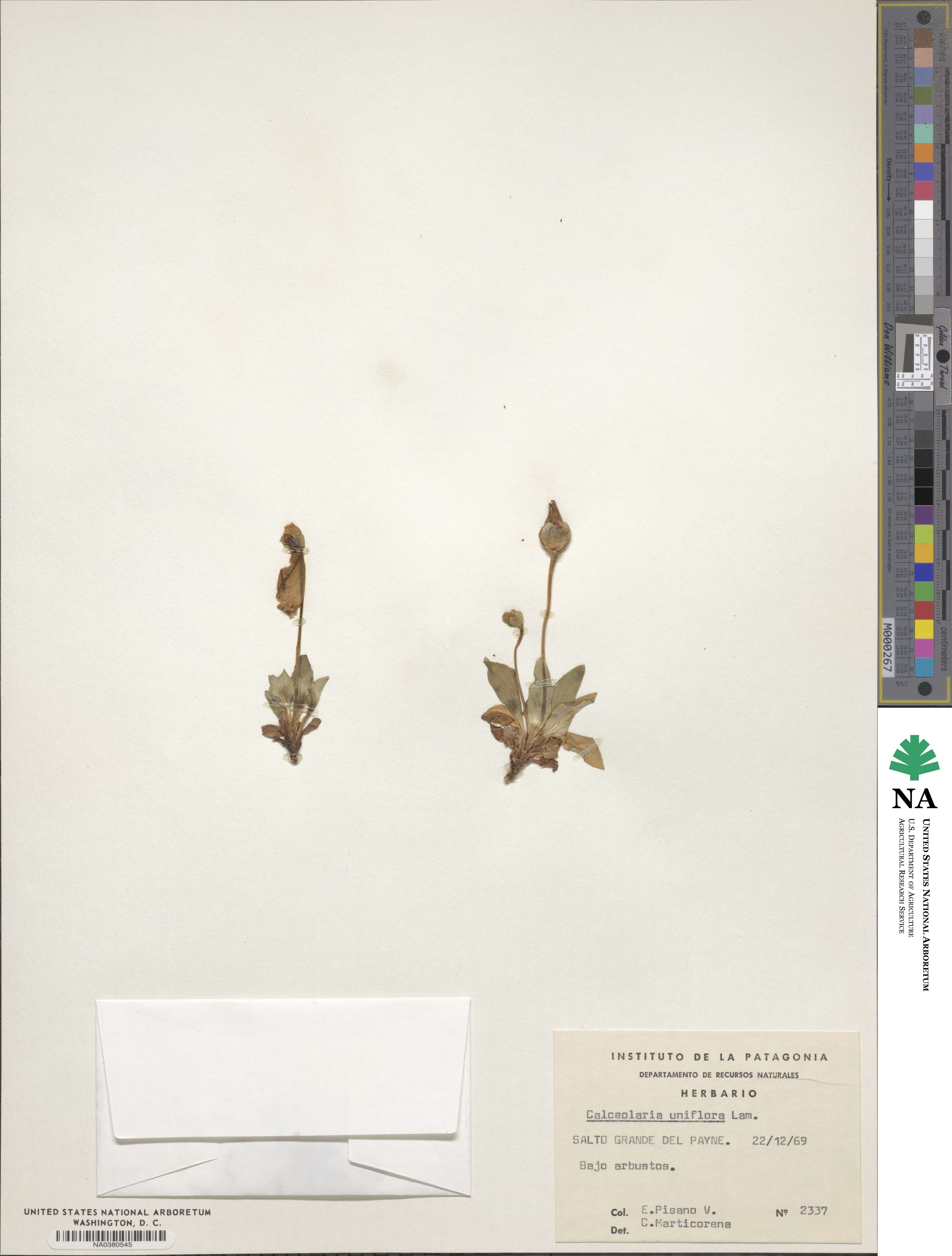 Calceolaria uniflora image