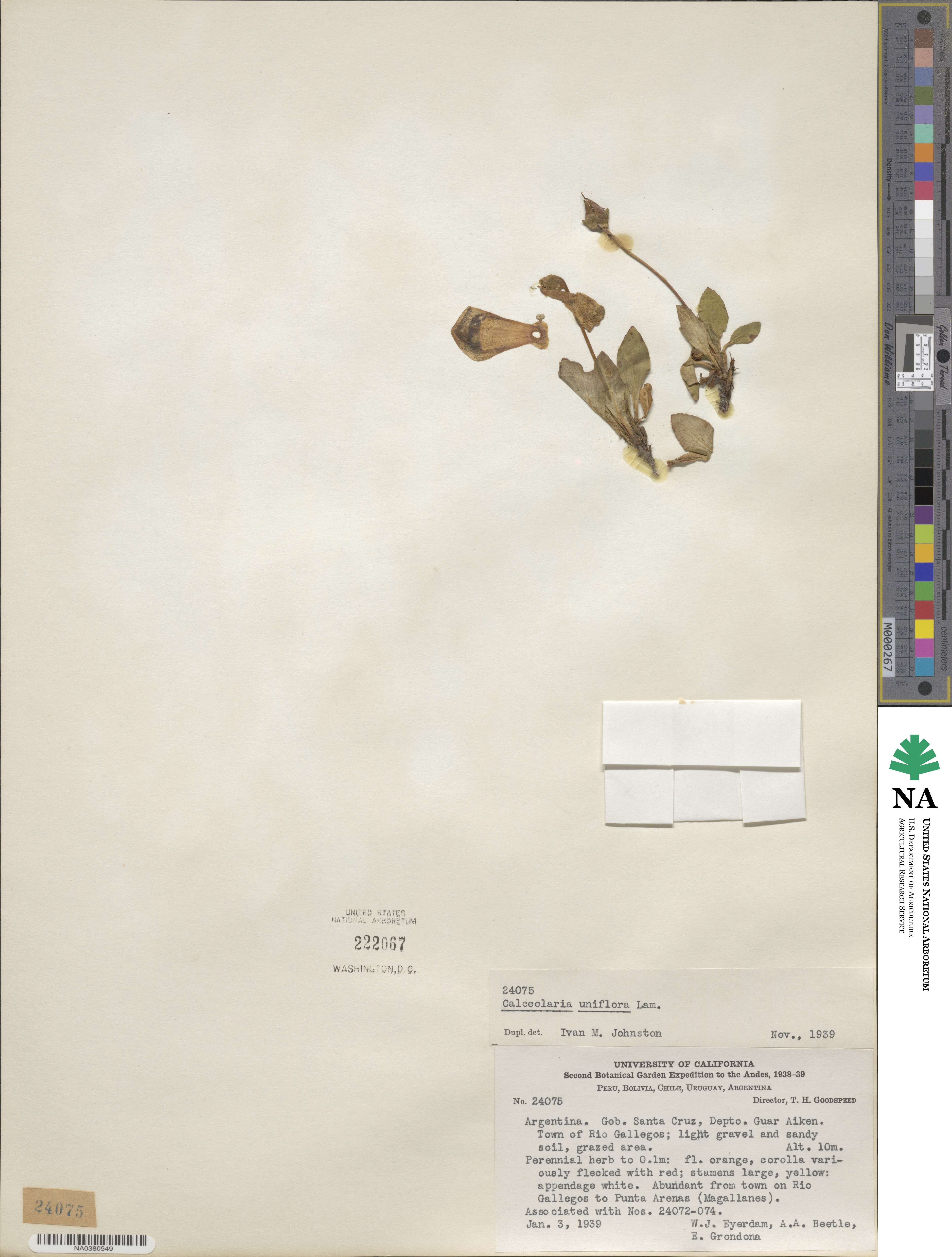 Calceolaria uniflora image