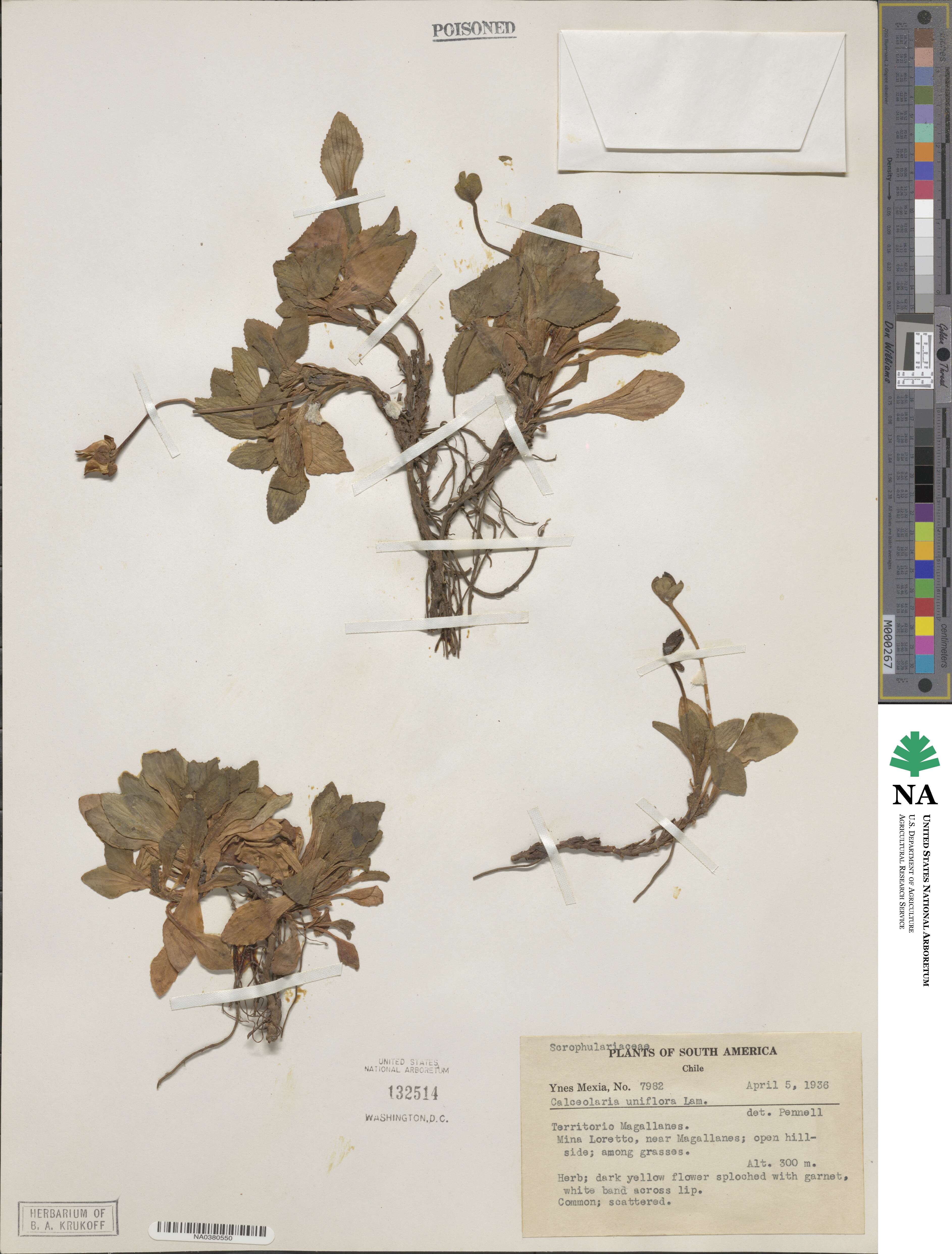 Calceolaria uniflora image