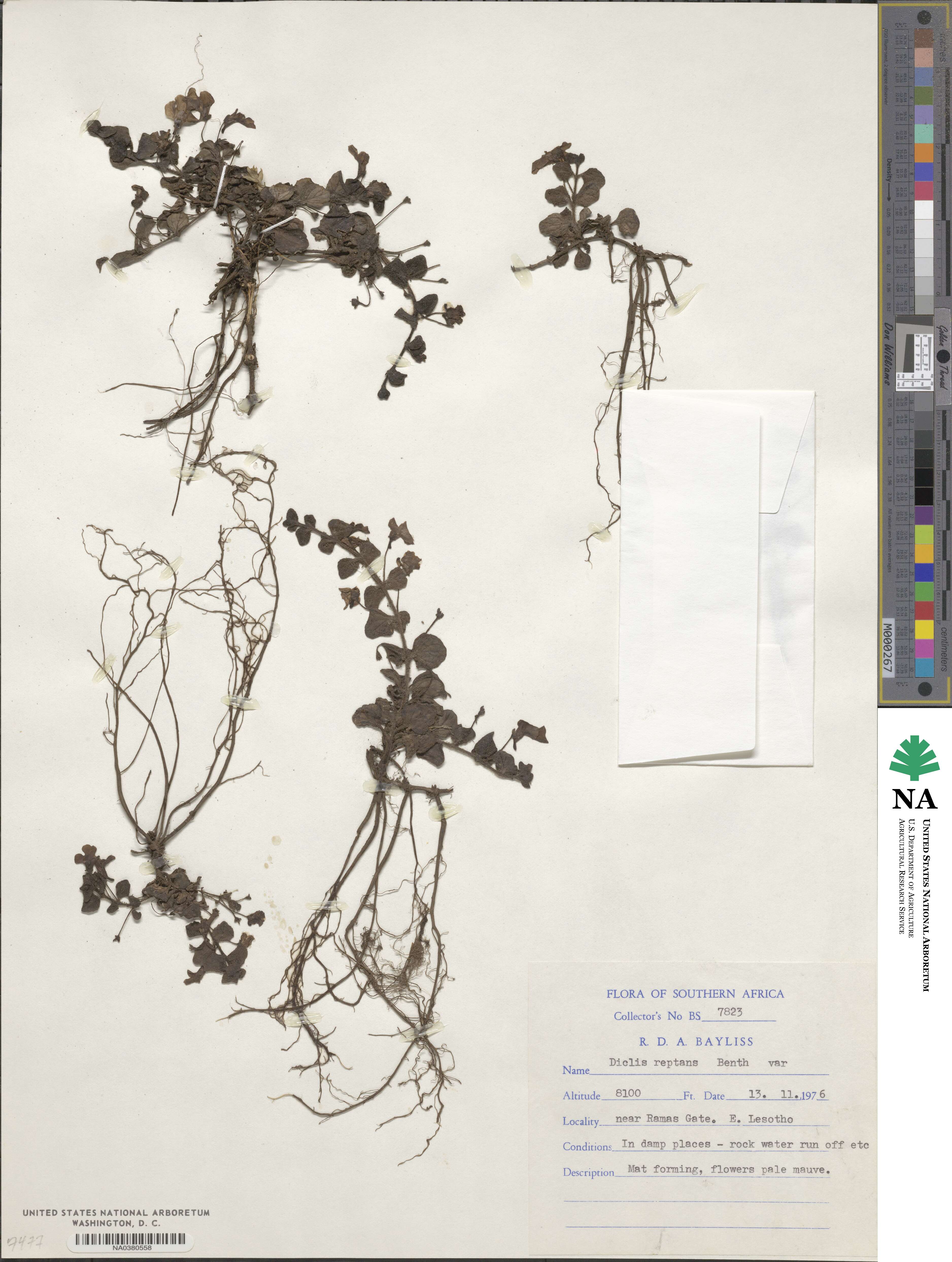 Diclis reptans image