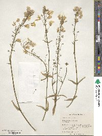Nemesia strumosa image