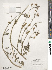 Nemesia floribunda image