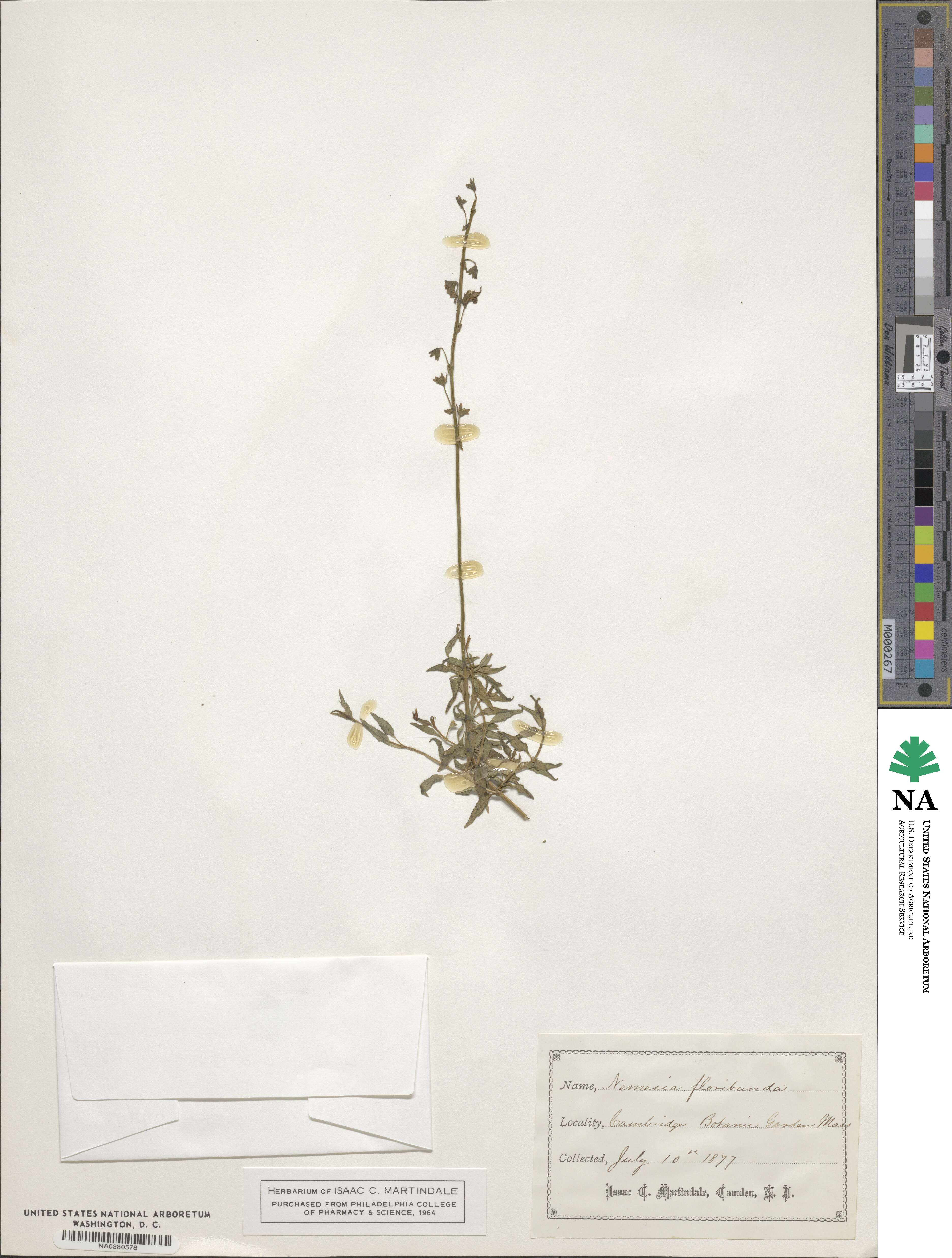 Nemesia floribunda image