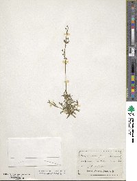 Nemesia floribunda image