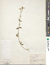 Nemesia floribunda image