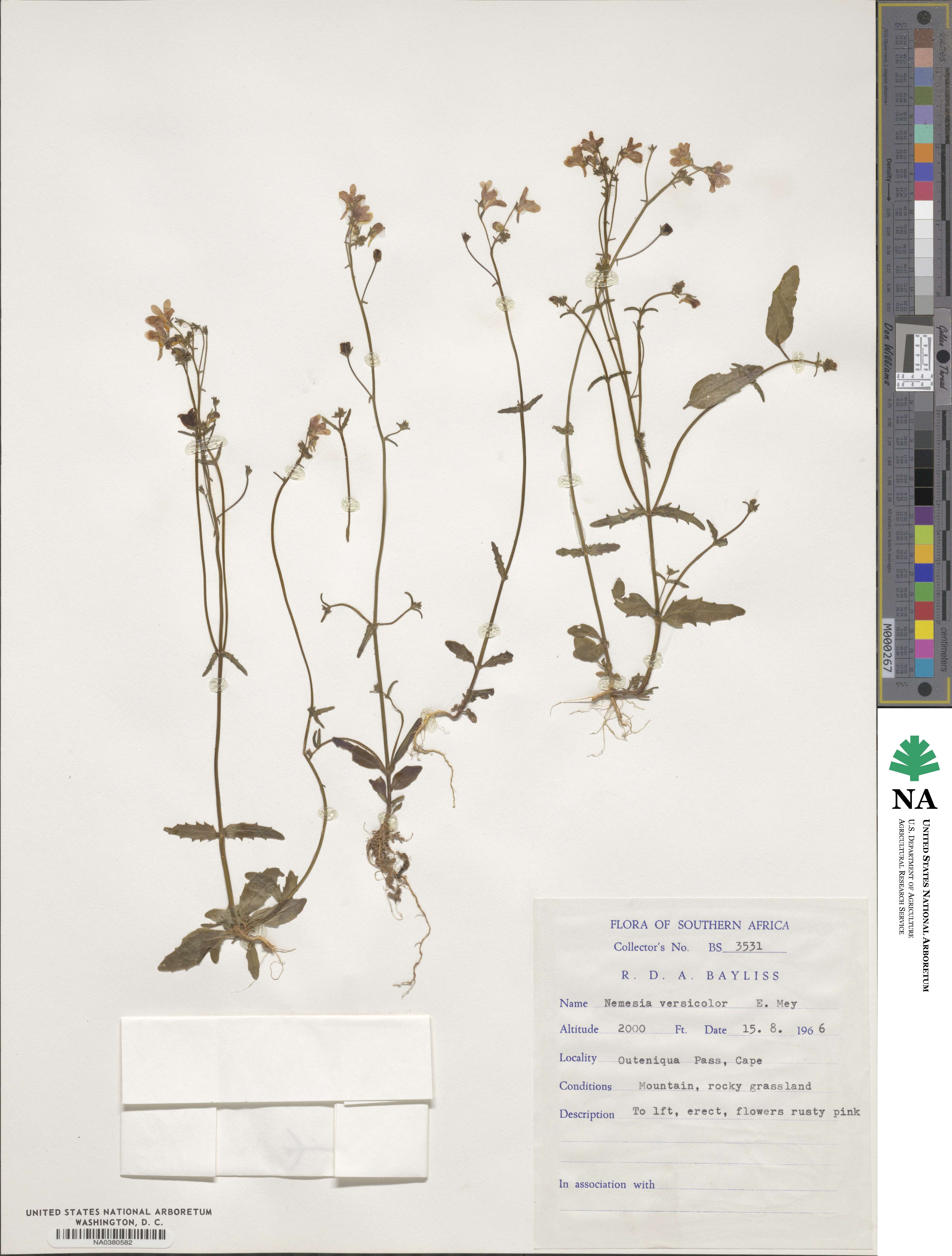 Nemesia versicolor image