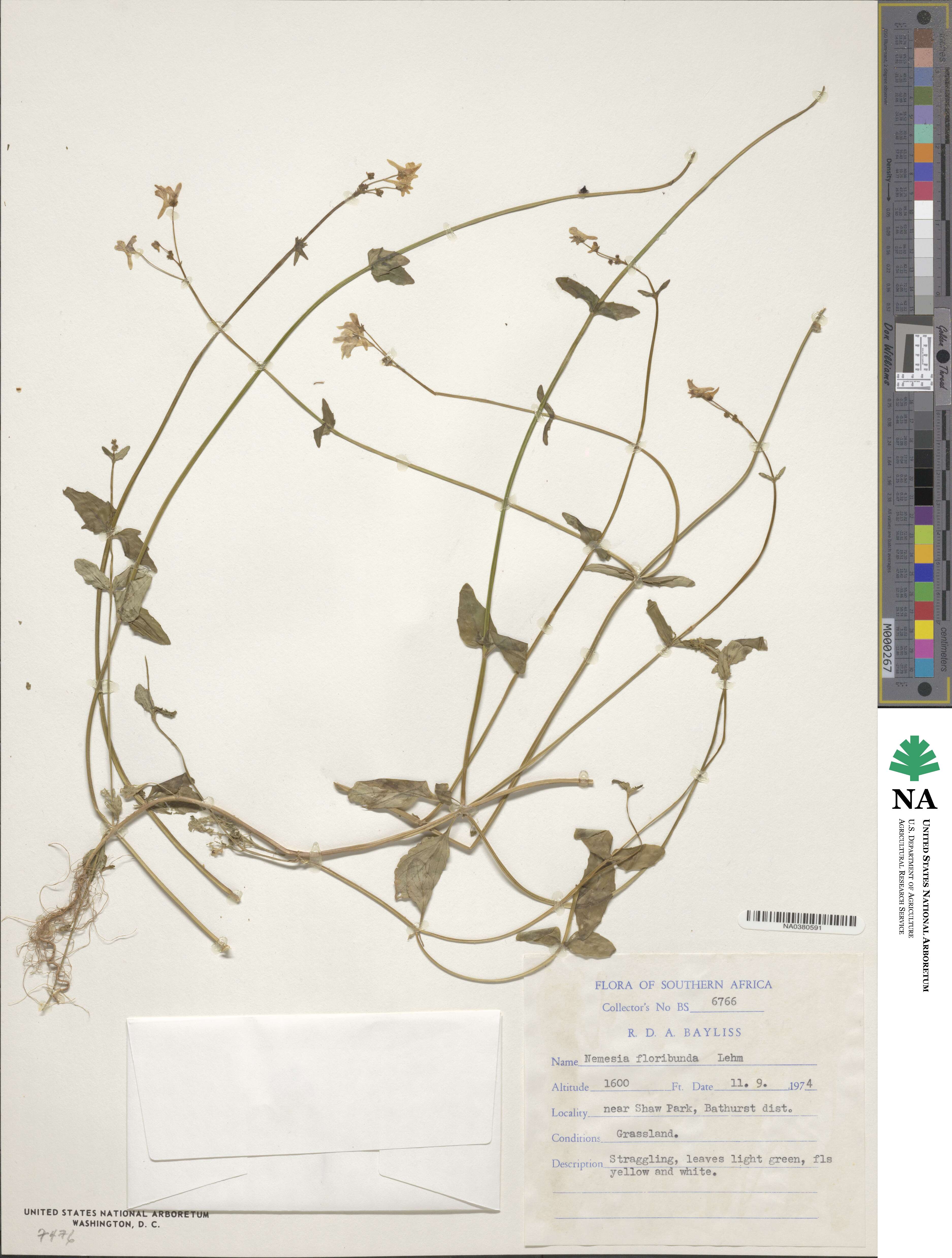 Nemesia floribunda image