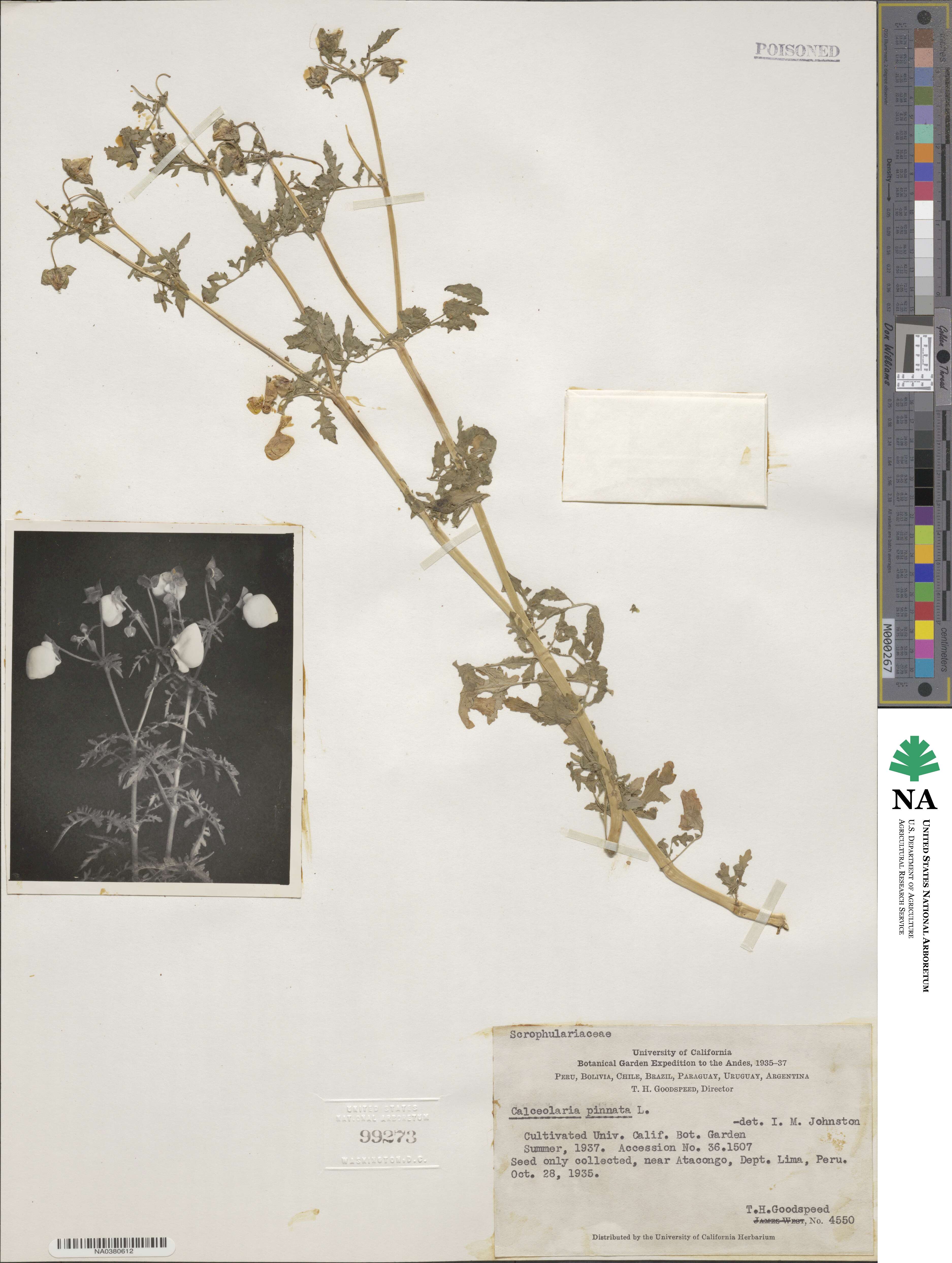 Calceolaria pinnata image