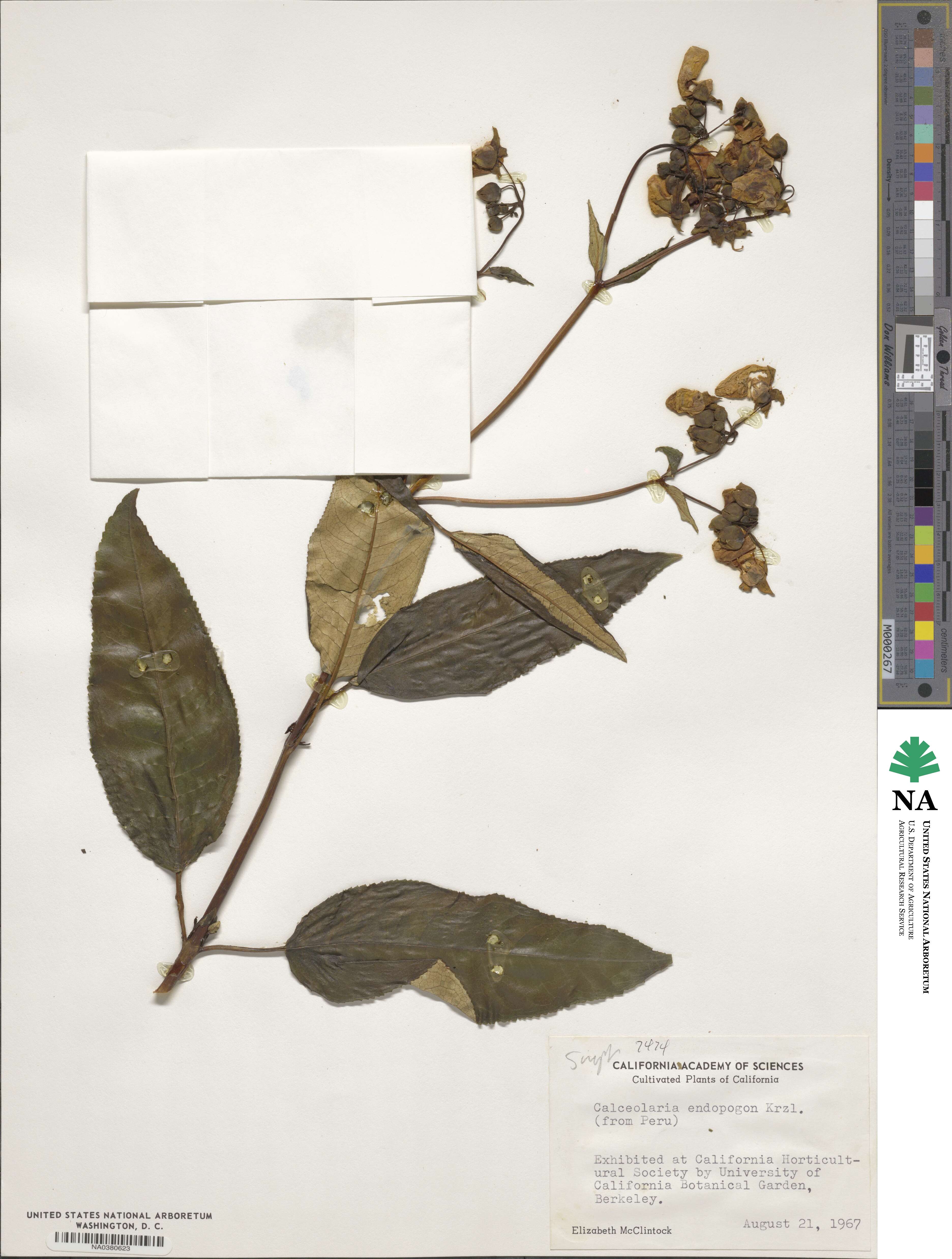 Calceolaria tetragona subsp. endopogon image